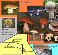 /album/fotogalerie-co-o-houbach-vim/deleni-hub-jpg/
